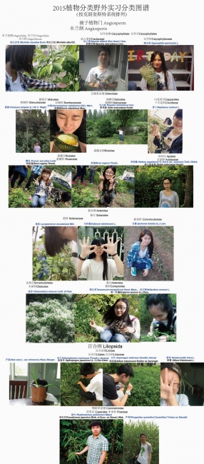 2015植物分类野外实习师生分类图谱_副本 2015植物分类野外实习师生分类图谱_副本